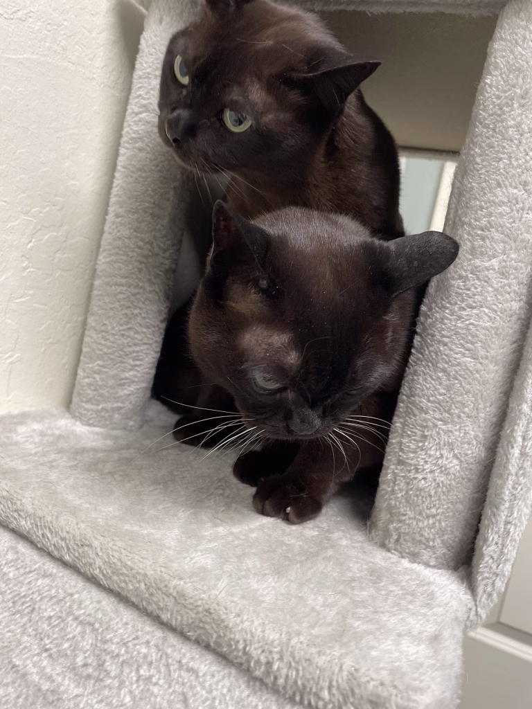 Hamish & Wee MacGregor