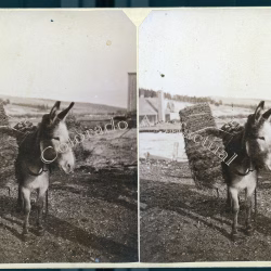 Donkey with hay Alma Park County Colorado T.C. Miller stereoview 1880