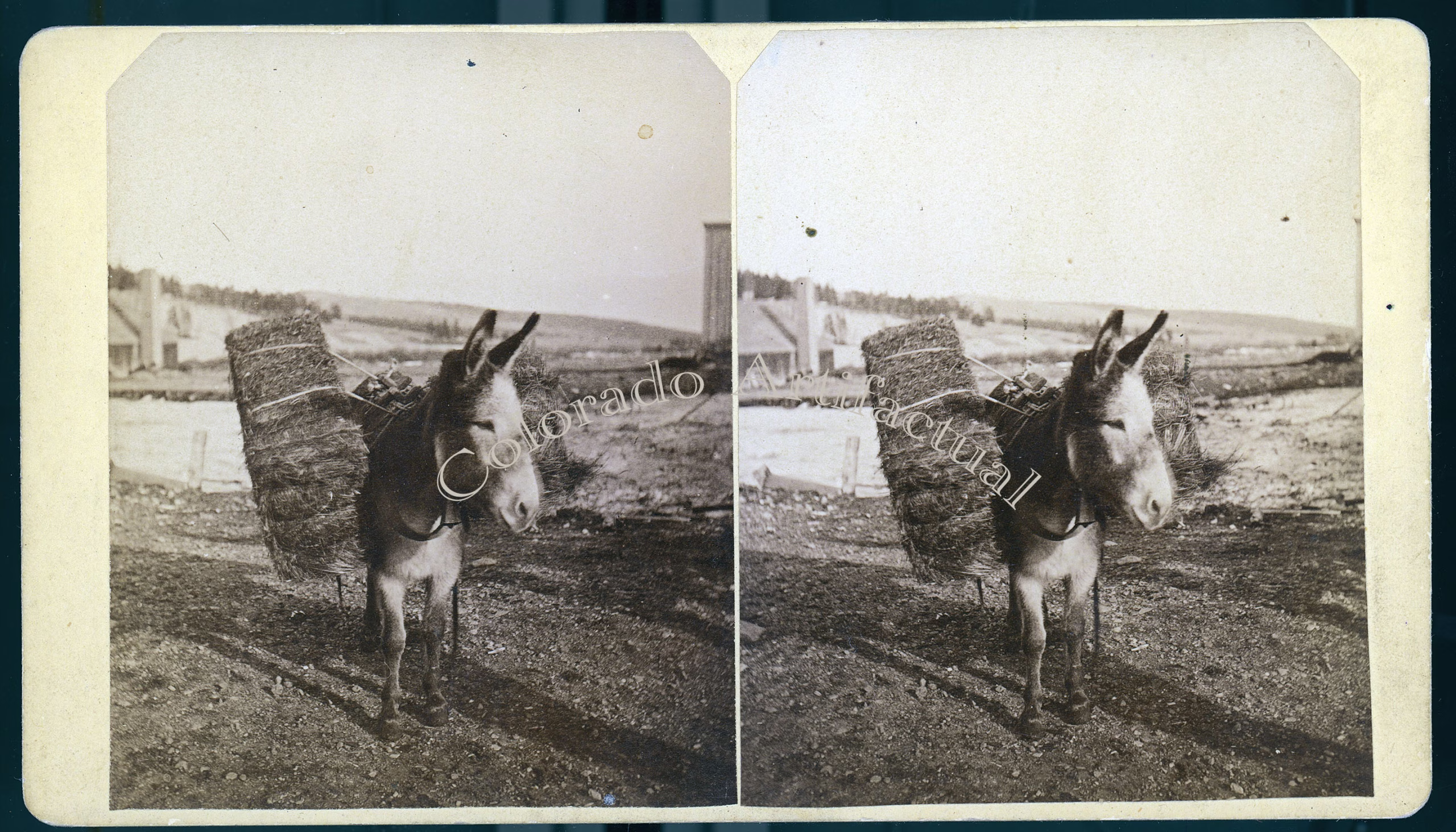 Donkey with hay Alma Park County Colorado T.C. Miller stereoview 1880